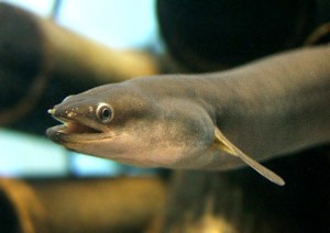 絶滅危惧種として指定する見通し。