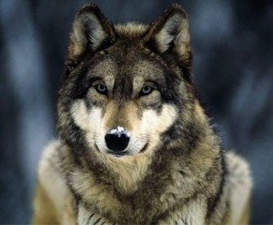 視線を使ってコミュニケーションを取っている可能性が高い