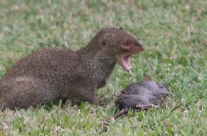 主にネズミや鳥、昆虫などを主食としている