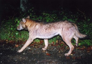 秩父の山中で1996年10月14日に撮影されたニホンオオカミらしき動物。