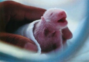 ジャイアントパンダの赤ちゃん