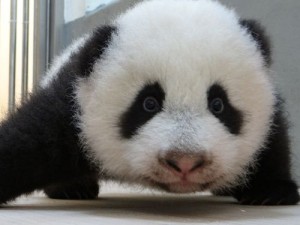 ジャイアントパンダの目