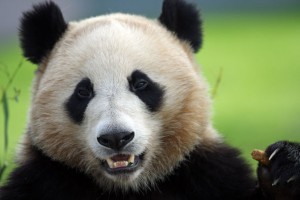 ジャイアントパンダ(´・ω・`)