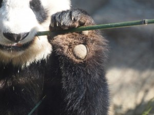 ジャイアントパンダの手
