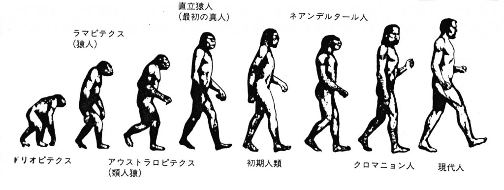 人類の進化図