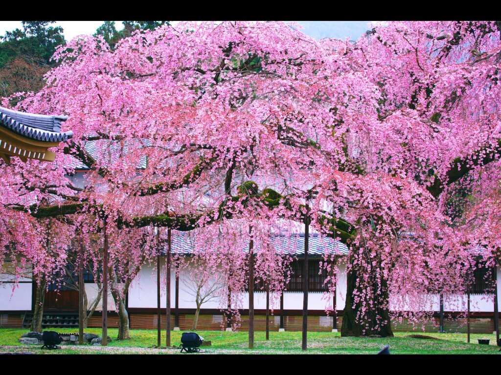 醍醐寺の桜そりゃ、ここでお花見したくなるよね！出典 ：atmatome.jp 