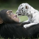 【ソーシャル・ネットワーク】チンパンジーの「手話」を一部解読！