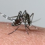 【デング熱】蚊のデングウイルスは次世代に伝わらない！