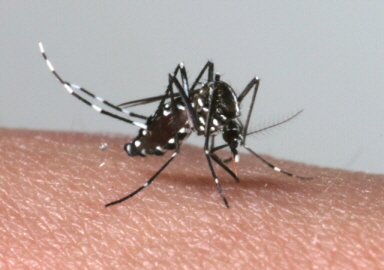 【デング熱】免疫持った蚊１万匹放出＝ブラジルで予防策